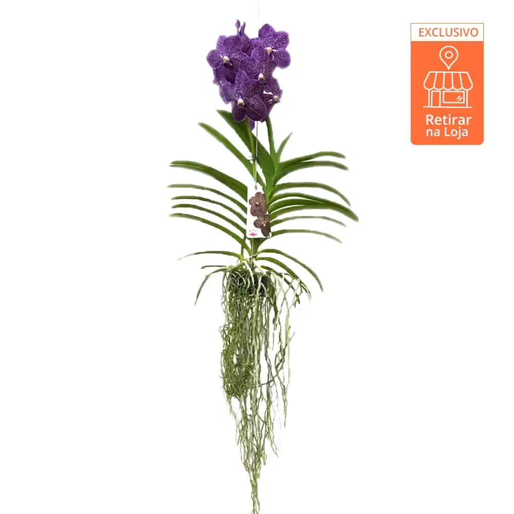 FLOR ORQUIDEA VANDA PREMIUM