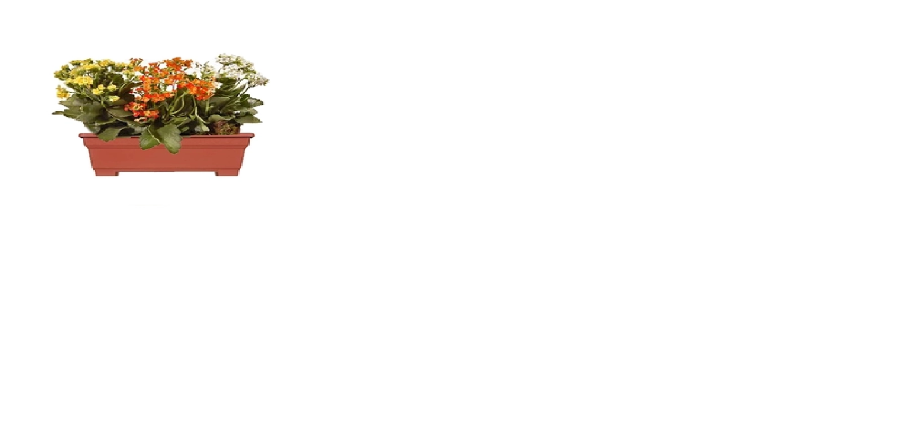 KIT MINI KALANCHOE DOBRADO PT06