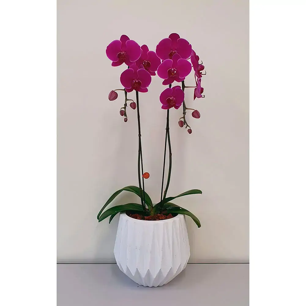 Phalaenopsis Onix Pt 17
