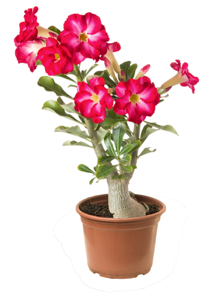 Flor Rosa Do Deserto P.12
