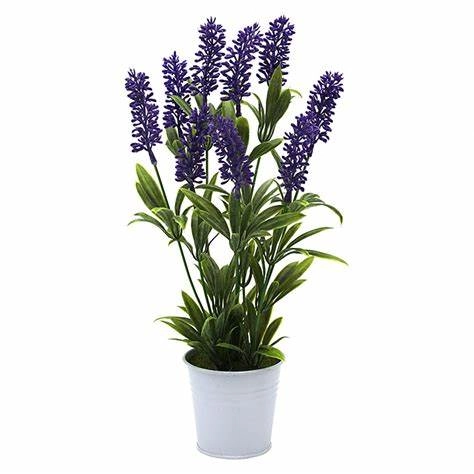 Lavandula Angustifolia Po P14