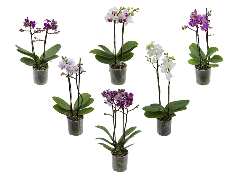 Flor Orquidea Mini Inui P09