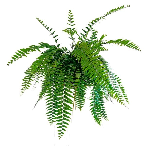 Planta Samambaia Holandesa C.25