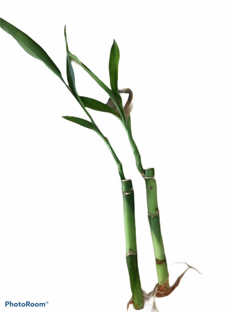 Dracena Lucky Bamboo Reto 15 Cm