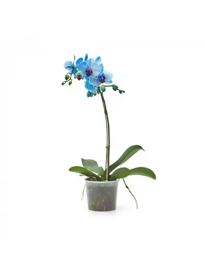 Orquidea Phalaenopsis Pote 12