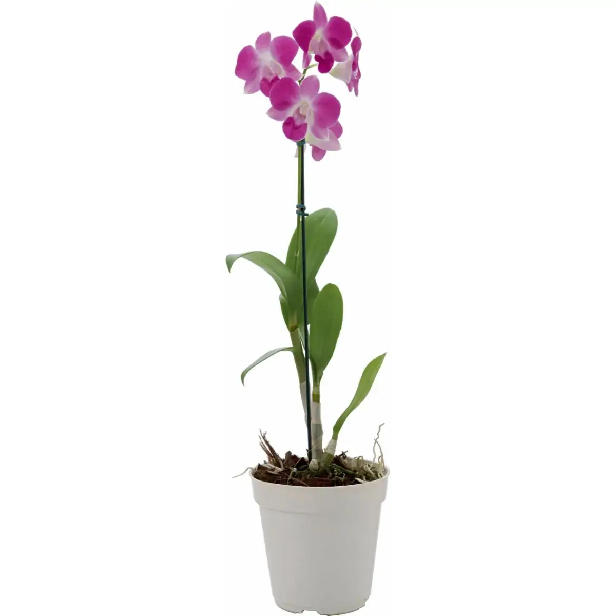 Denphalaen Pt 12