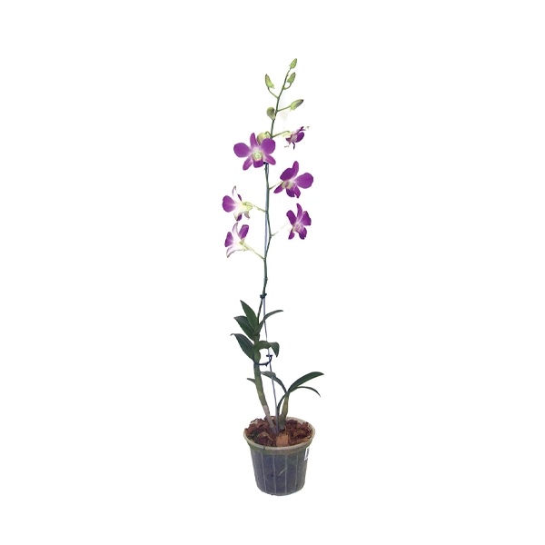 Flor Orquidea Denphal Mini P12