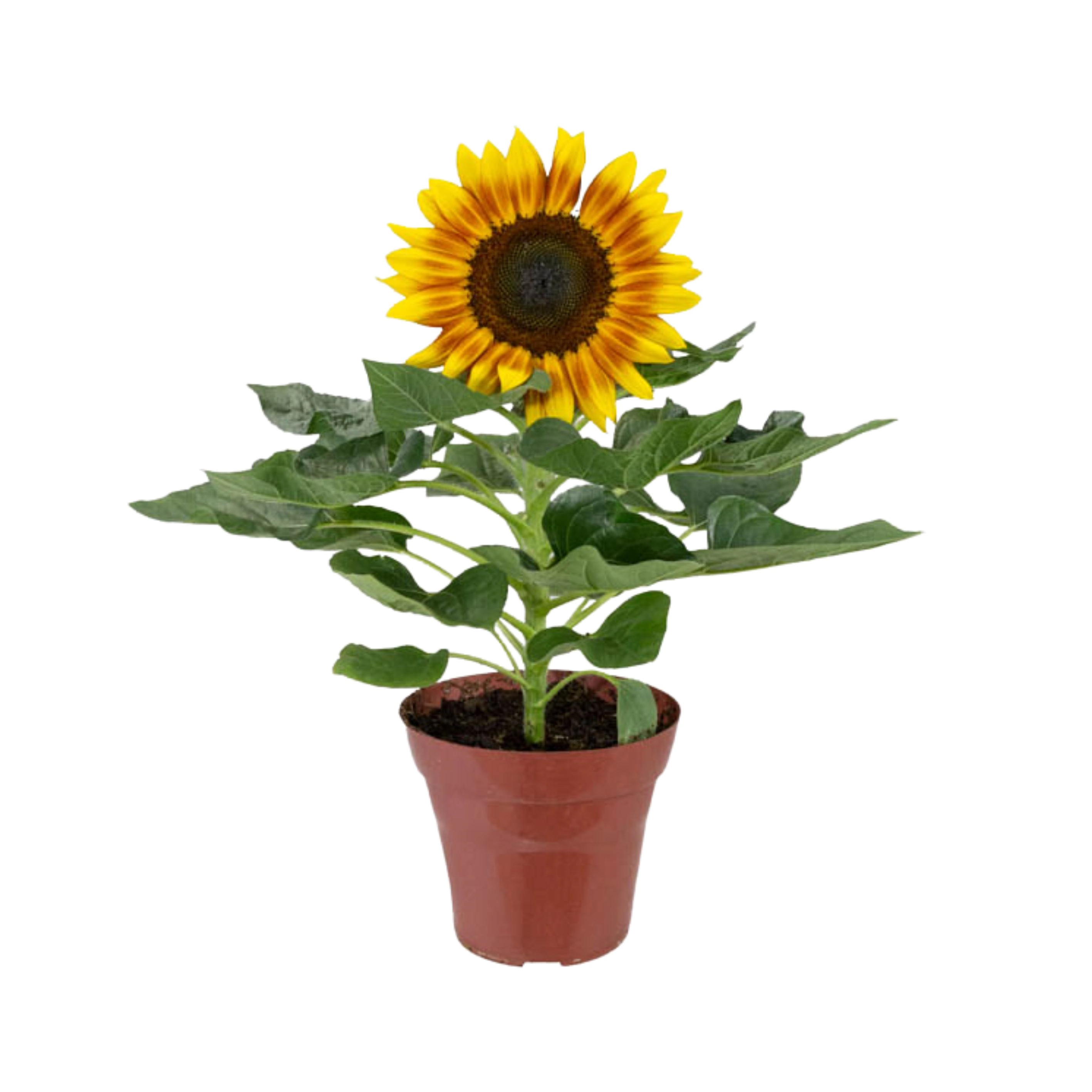Flor Girassol Comum Un