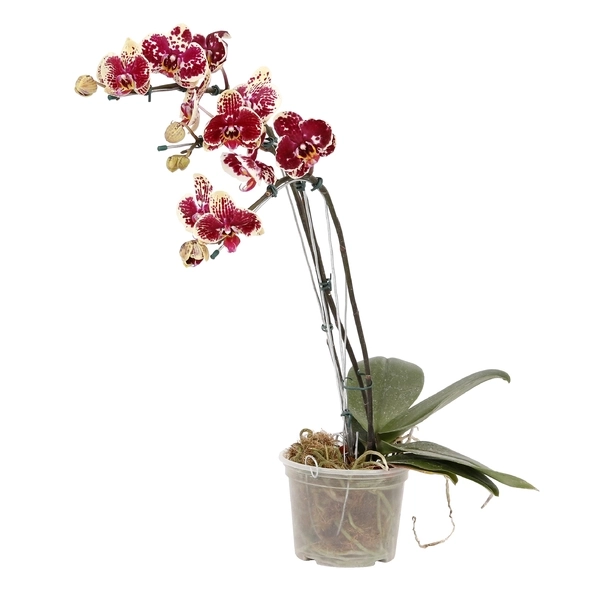 Jdm Phalaenopsis Cascata P15 Min 5 Fls