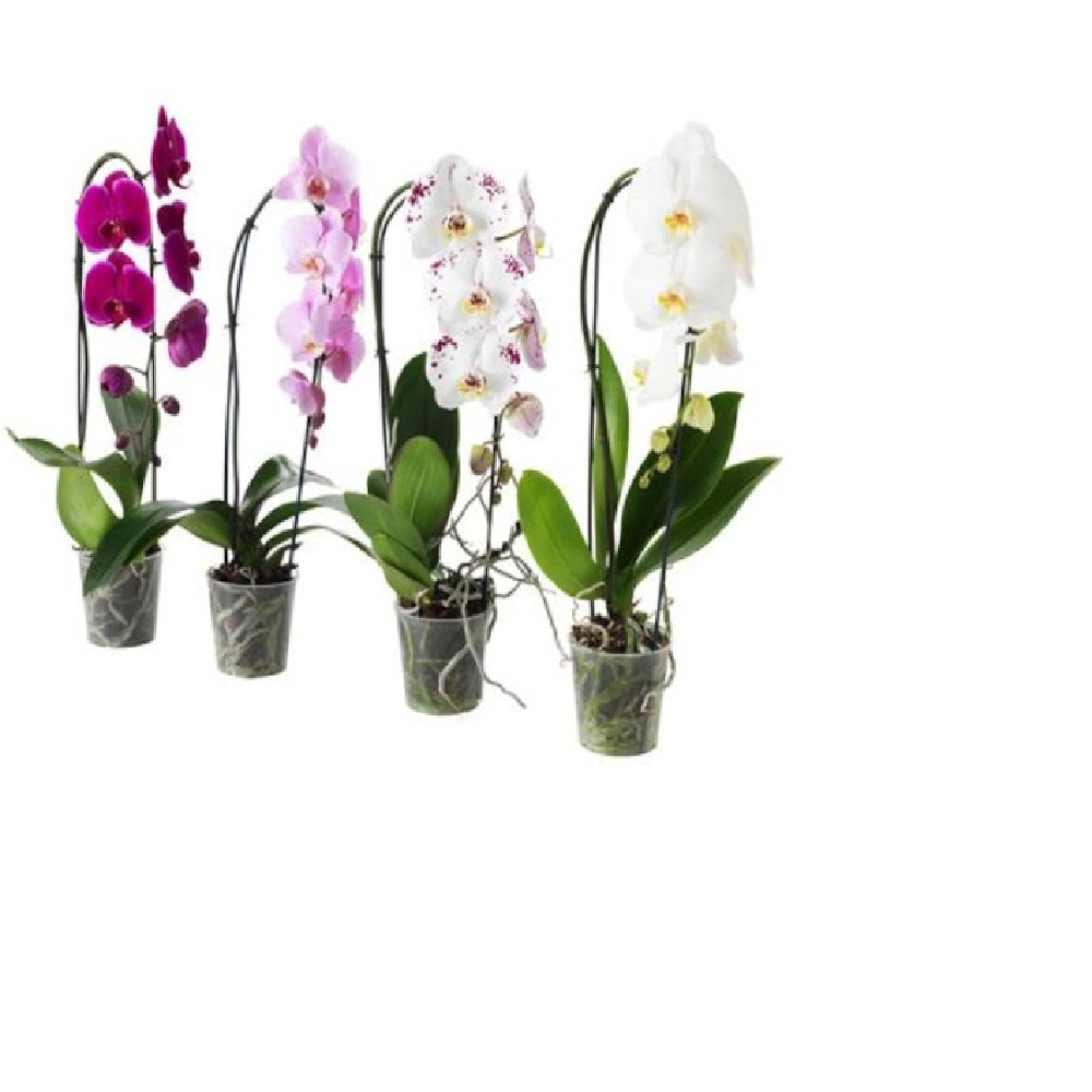 Phalaenopsis Cascata Pt 15 11 Fls