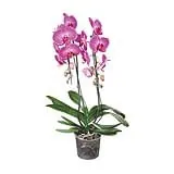 Orquídea Phalaenopsis Cascata Pote 15 2 Hastes Veiling Holambra