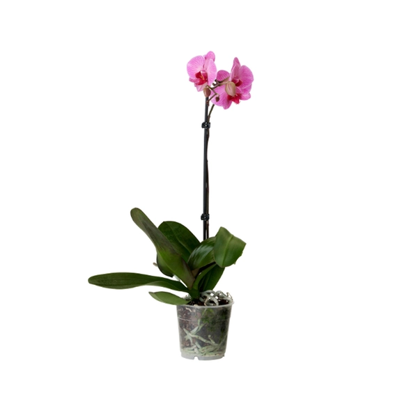 Phalaenopsis Perfilhado Pt 15