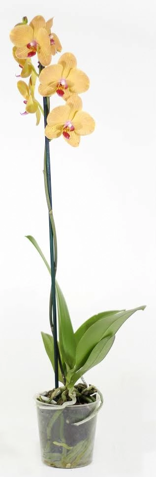 Flor Orquidea Phalaen Midi P12 2hst 1 Un