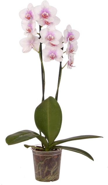 Phalaenopsis Especial P12