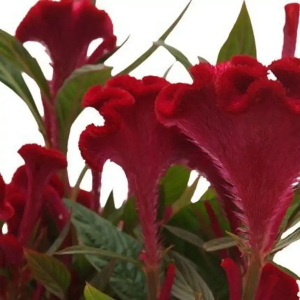 Flor Celosia Twisted P.15