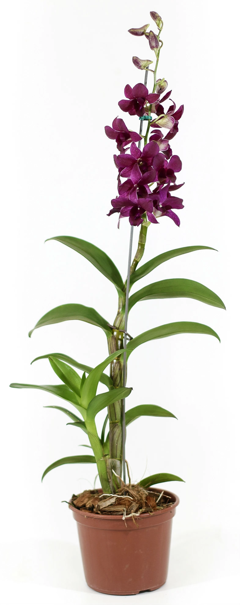 Denphalaen Pt 15