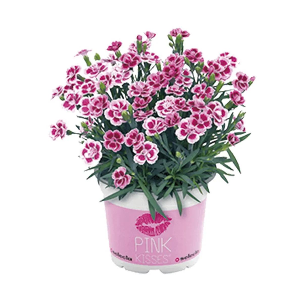 Dianthus Pink Kisses Pt 11