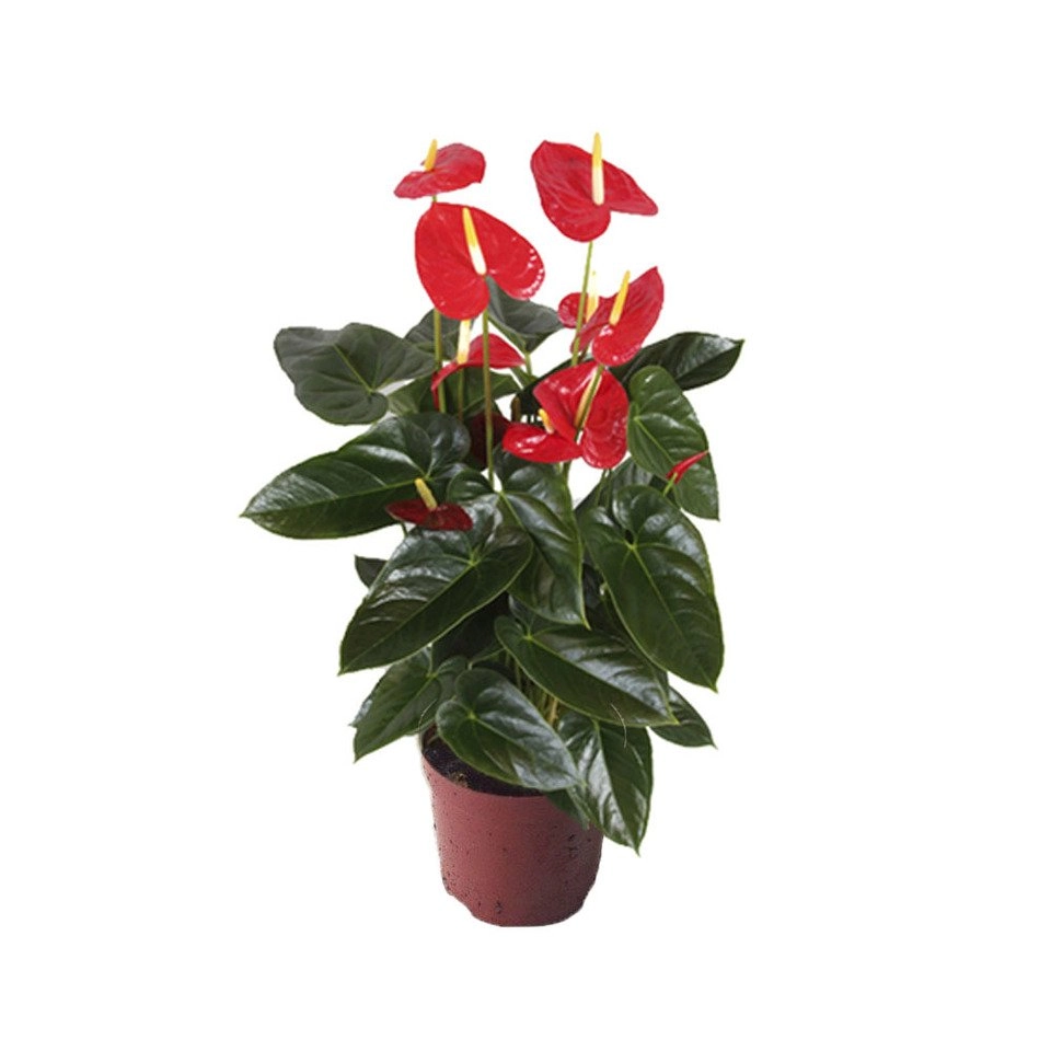 Anturio Vermelhop15