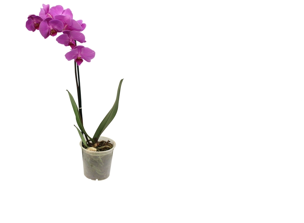 Phalaenopsis 8 A 10 Flores Pt12