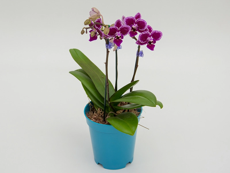 Phalaenopsis Mini Pt 12 3ht