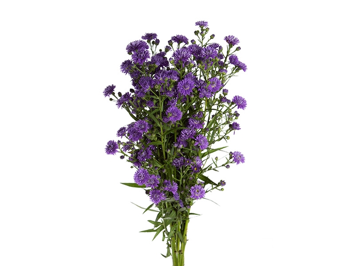 Aster Radiante Plus 060 Cm