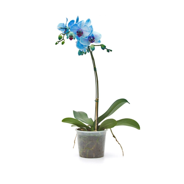 Flor Orquídea Phalaenopsis Azul Pote 15