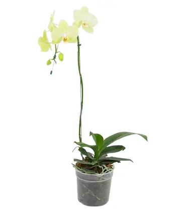 Flor Orq Phalaenopsis Mix Pt12