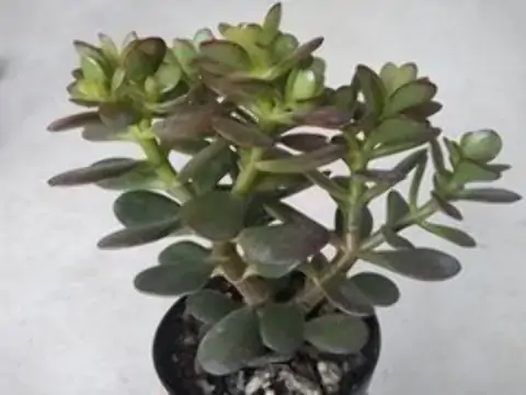 Suculenta Crassula Pt 11
