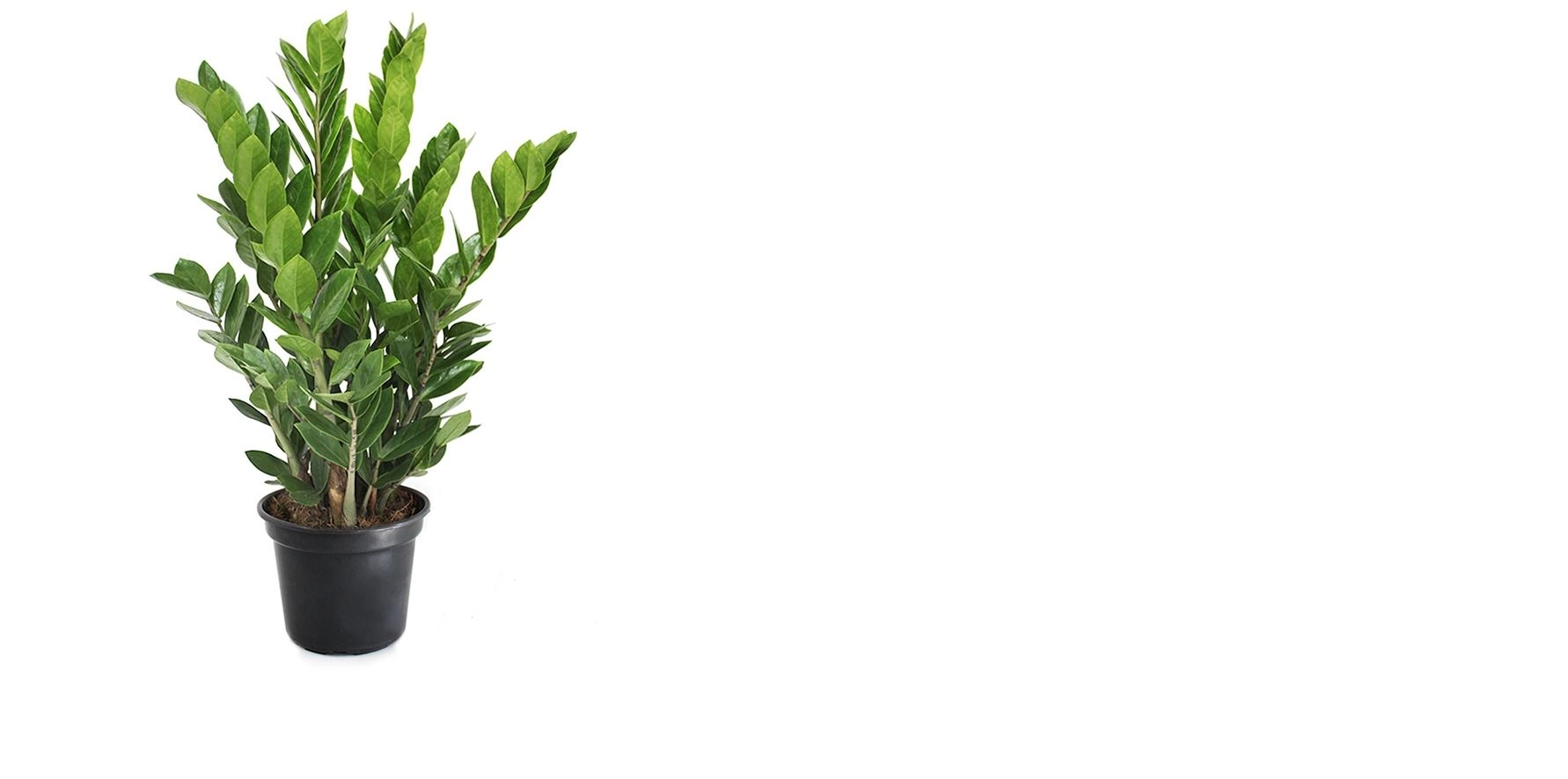 Planta Zamioculca