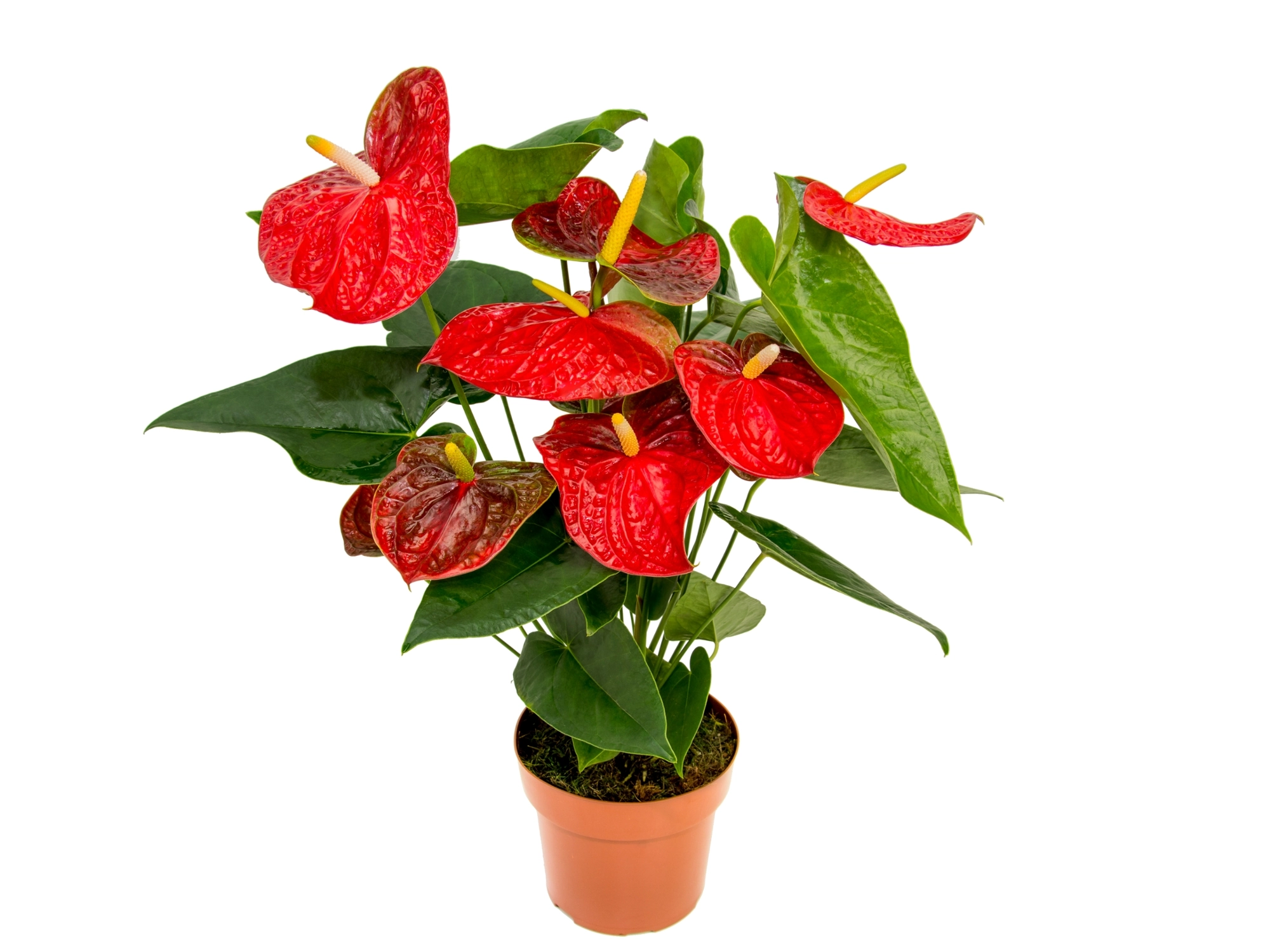Flores Athuario P17