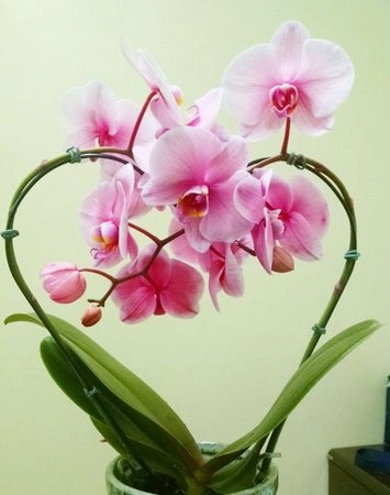 Flor Orquidea Phalaenopsis Coracao P12