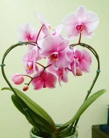 Flor Orquidea Phalaen P12 Corac Az 1 Un