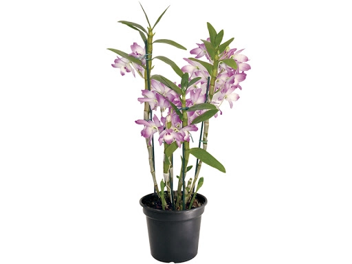 Dendrobium Pt 12 Premium