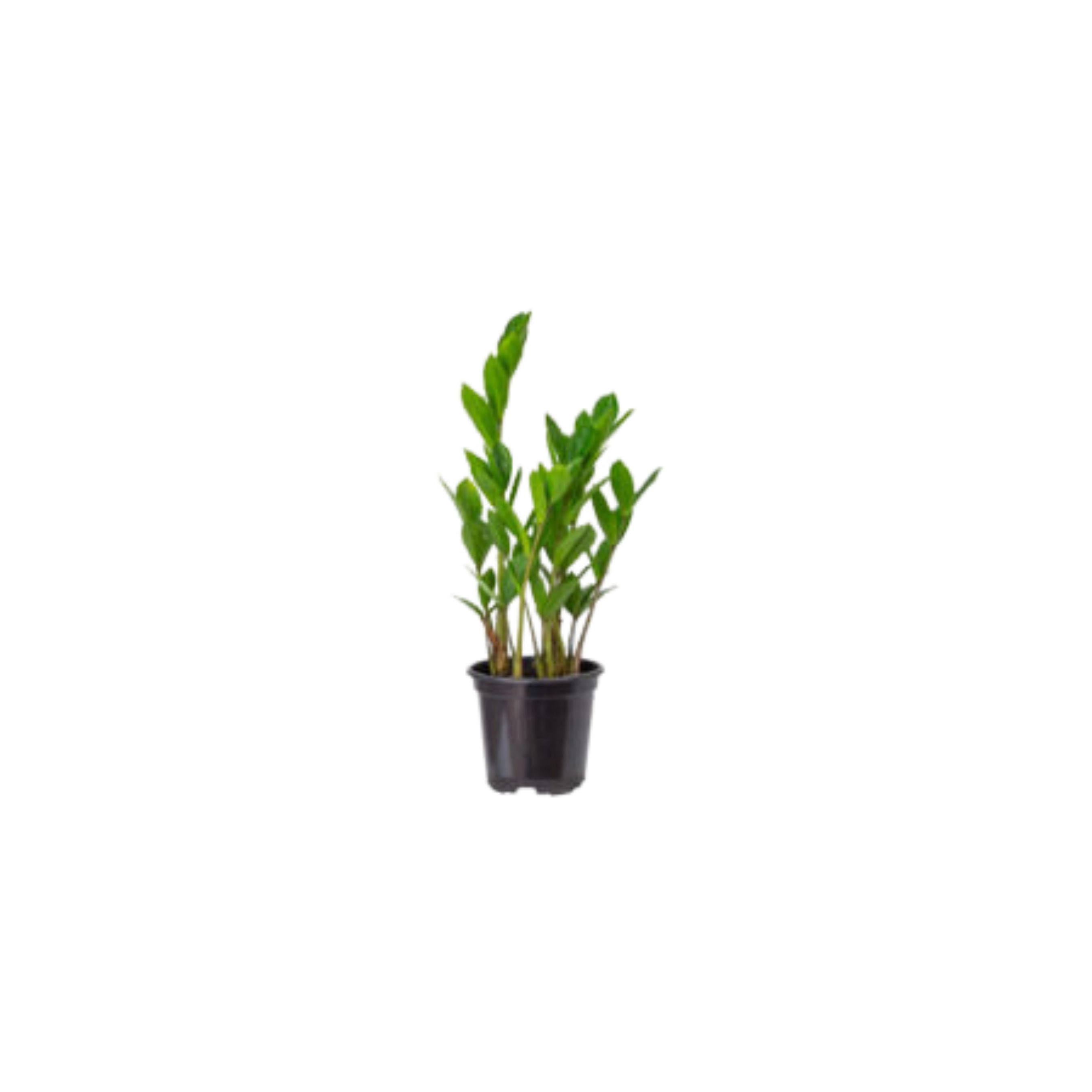 Planta Zamini 43216
