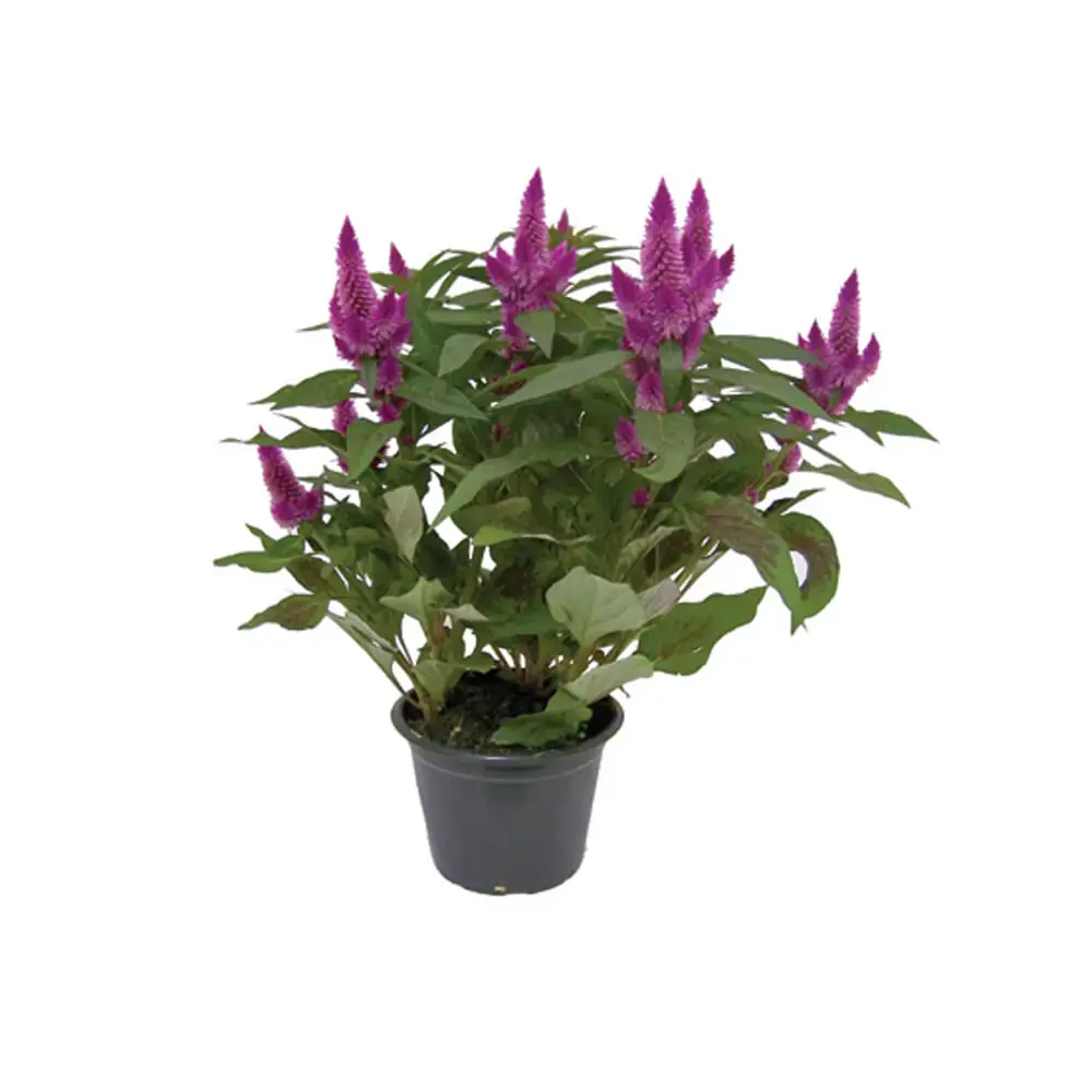 Flor Celosia Caracas Un