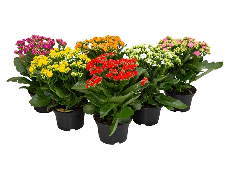 Flor Calandiva Dobrado P11