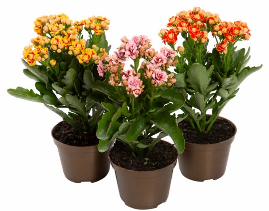 Kalanchoe Dobrado P11 Bicolor