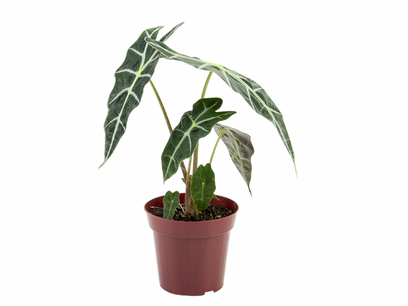 Planta Alocasia Simples