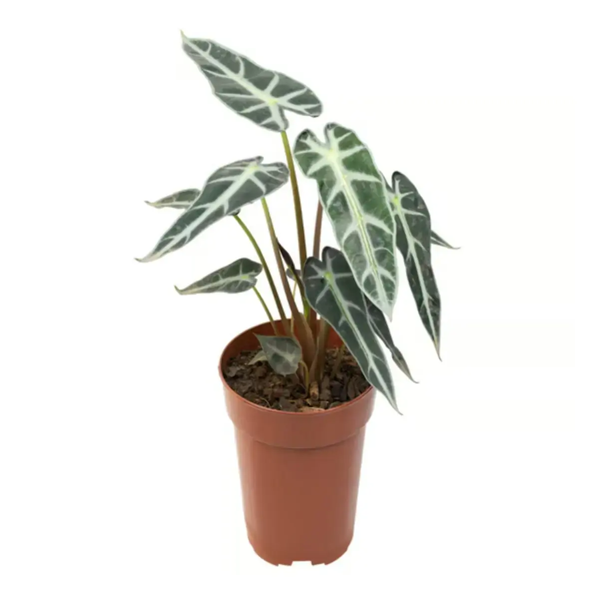 Alocacia Picollini P12