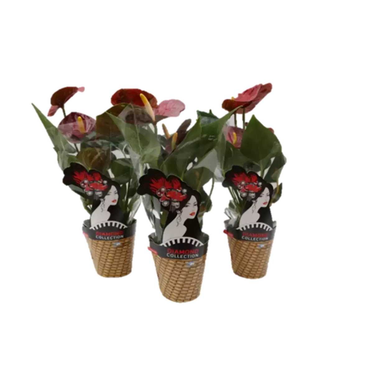 FLOR ANTHURIUM MINI VARIADO PT09