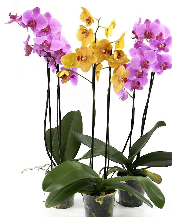 Phalaenopsis Cascata Especial Pt 15