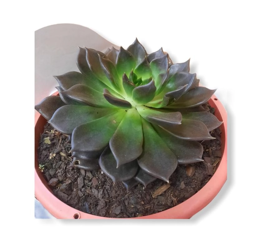 Echeveria Cuia 21