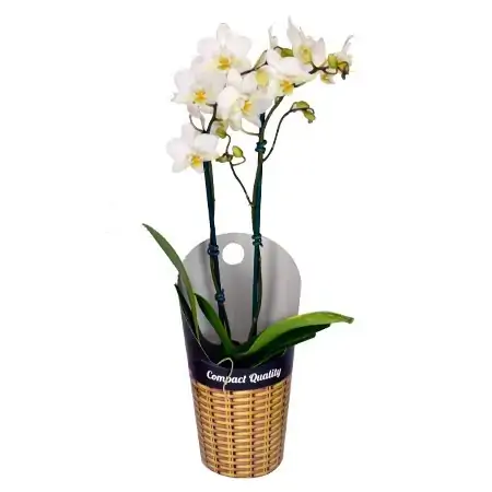 Phalaenopsis Mini Pt09