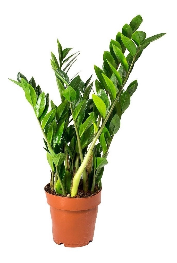 Flor Zamioculcas P18 Vaso Conico