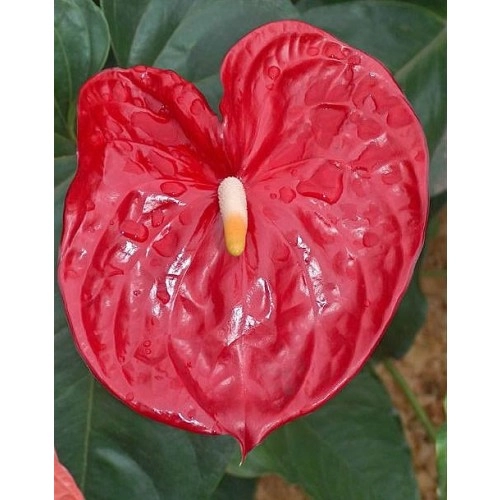 Anthurium Un