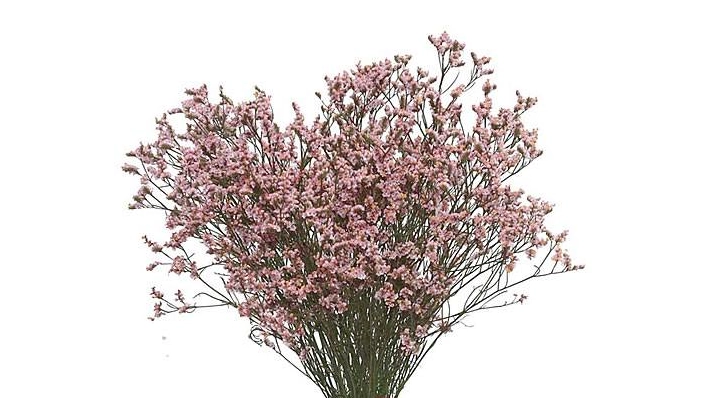 Limonium Ever Ligth Maco