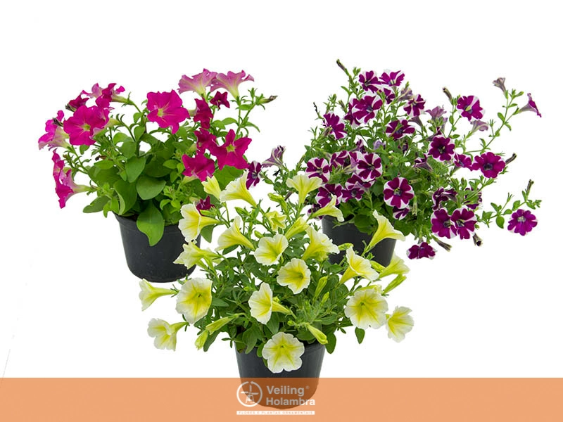 Supercal Petunia Hib. P15