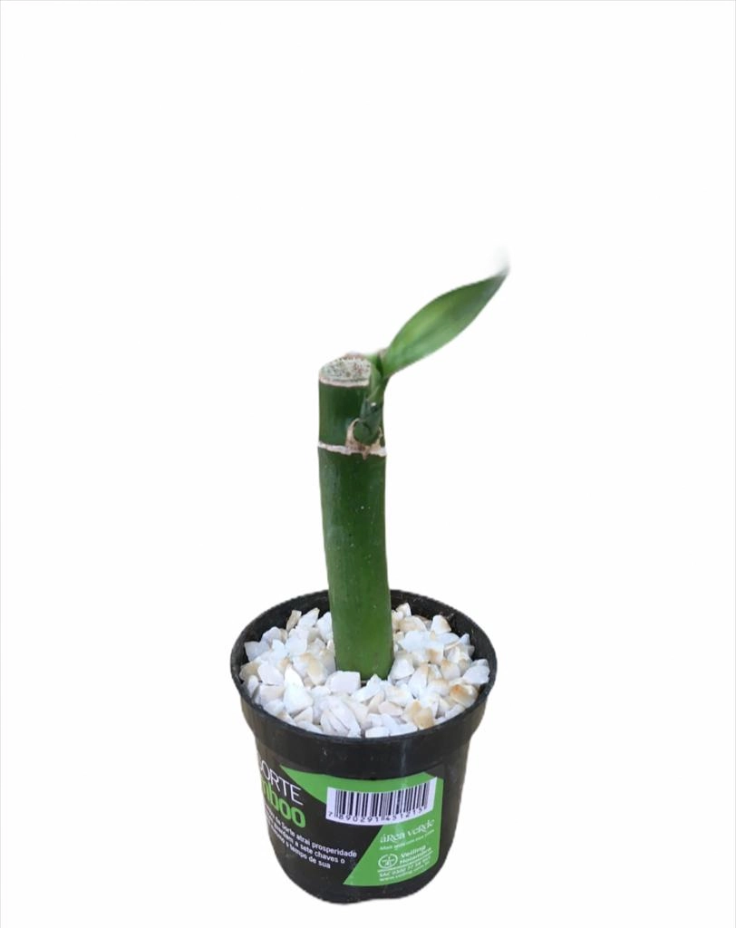 PL DRACENA LUCKY BAMBOO PT06