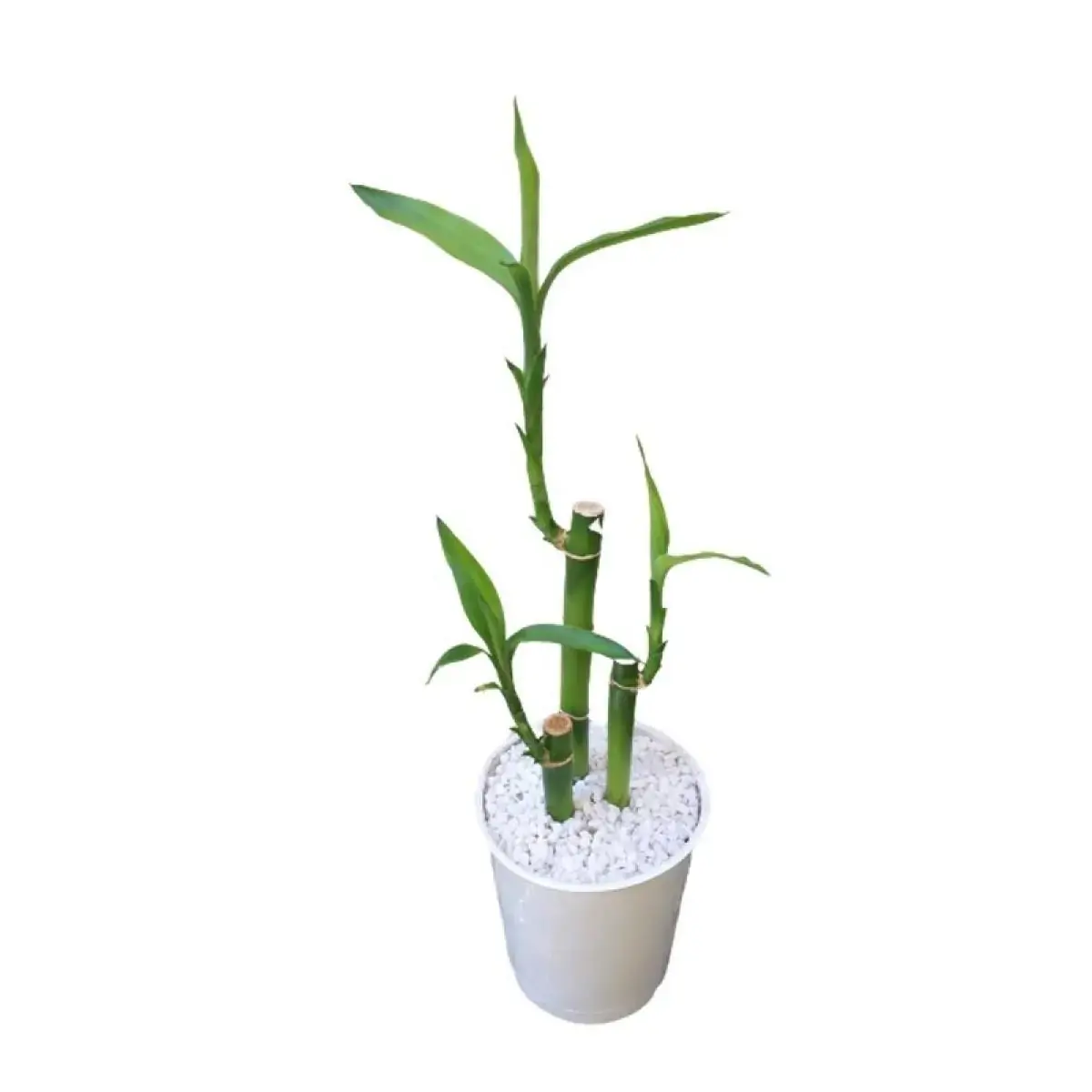 Pl Dracena Lucky Bamboo Pt12