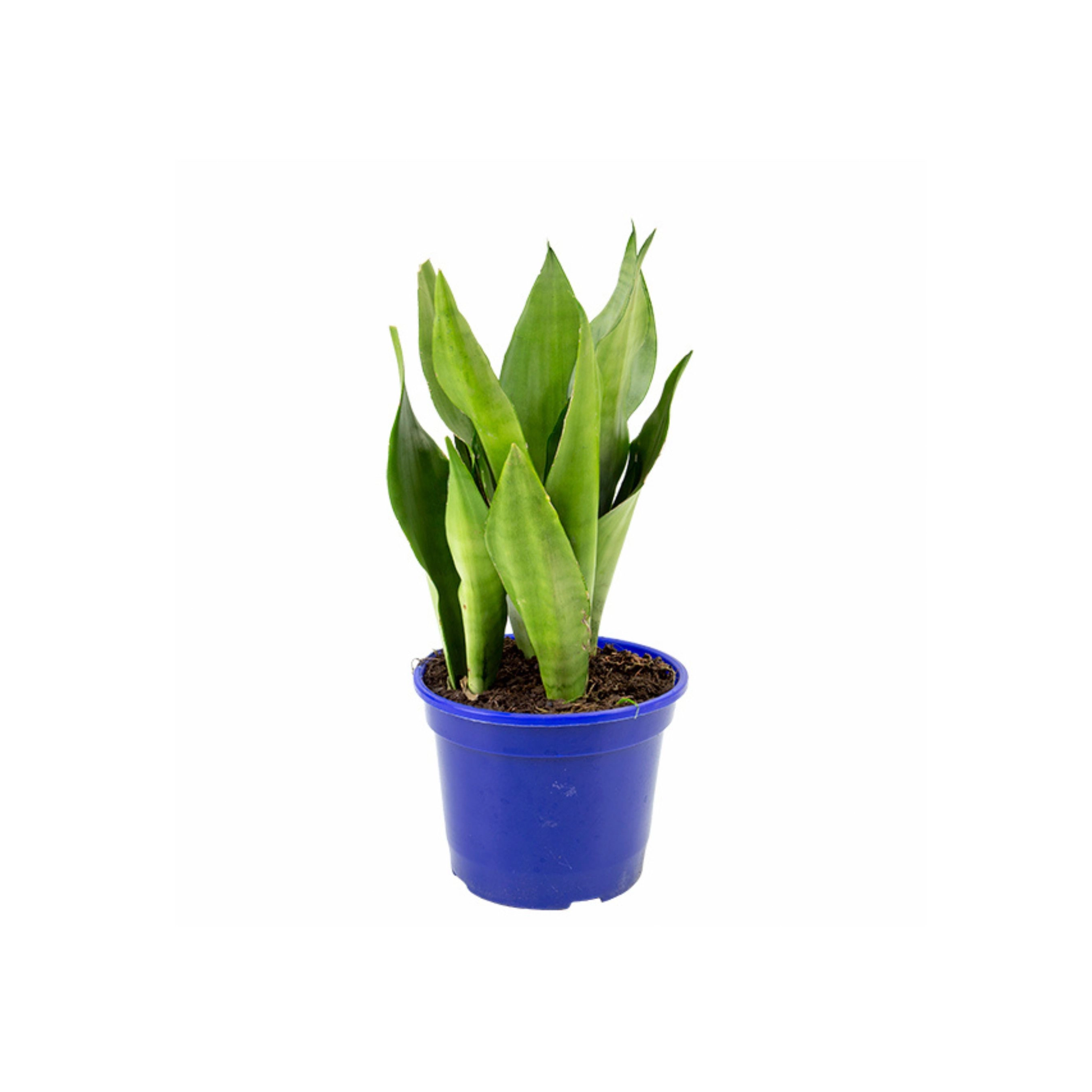 Planta Sensevieria Moonshine P15
